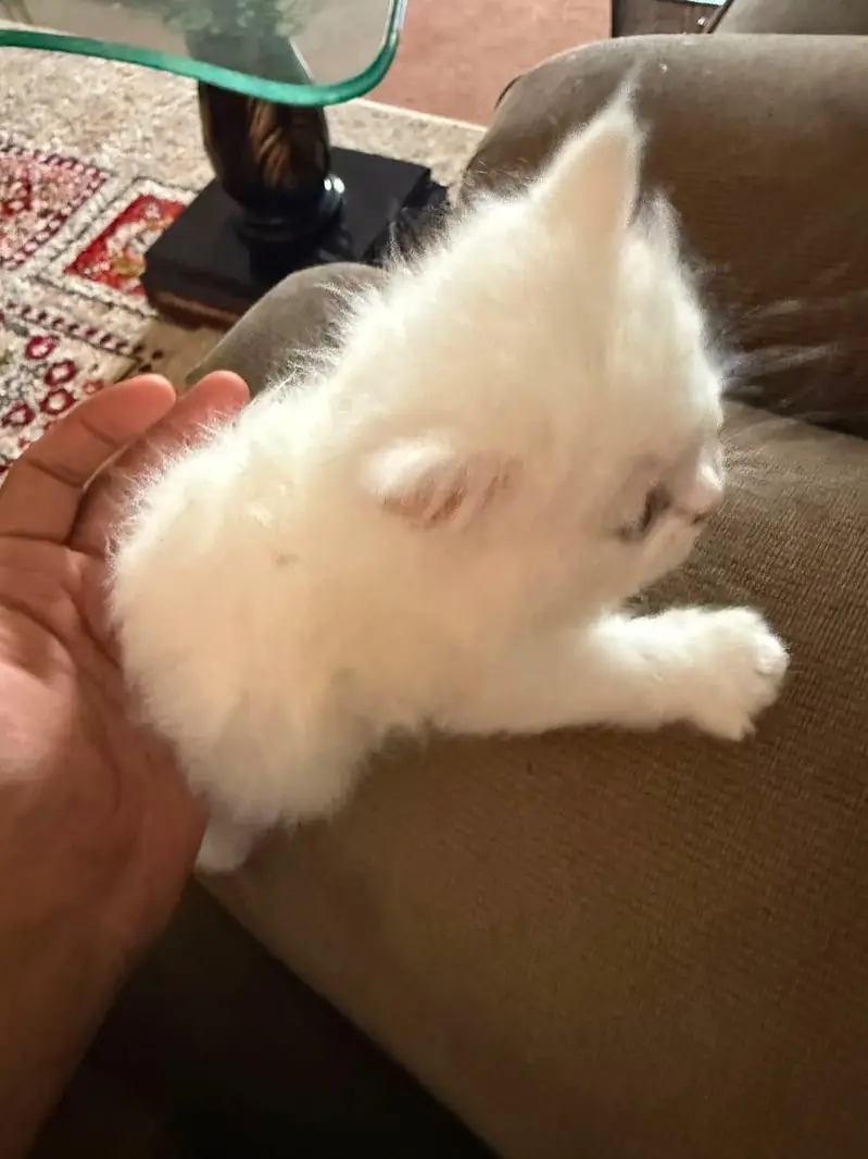 Persian cats — photo 9