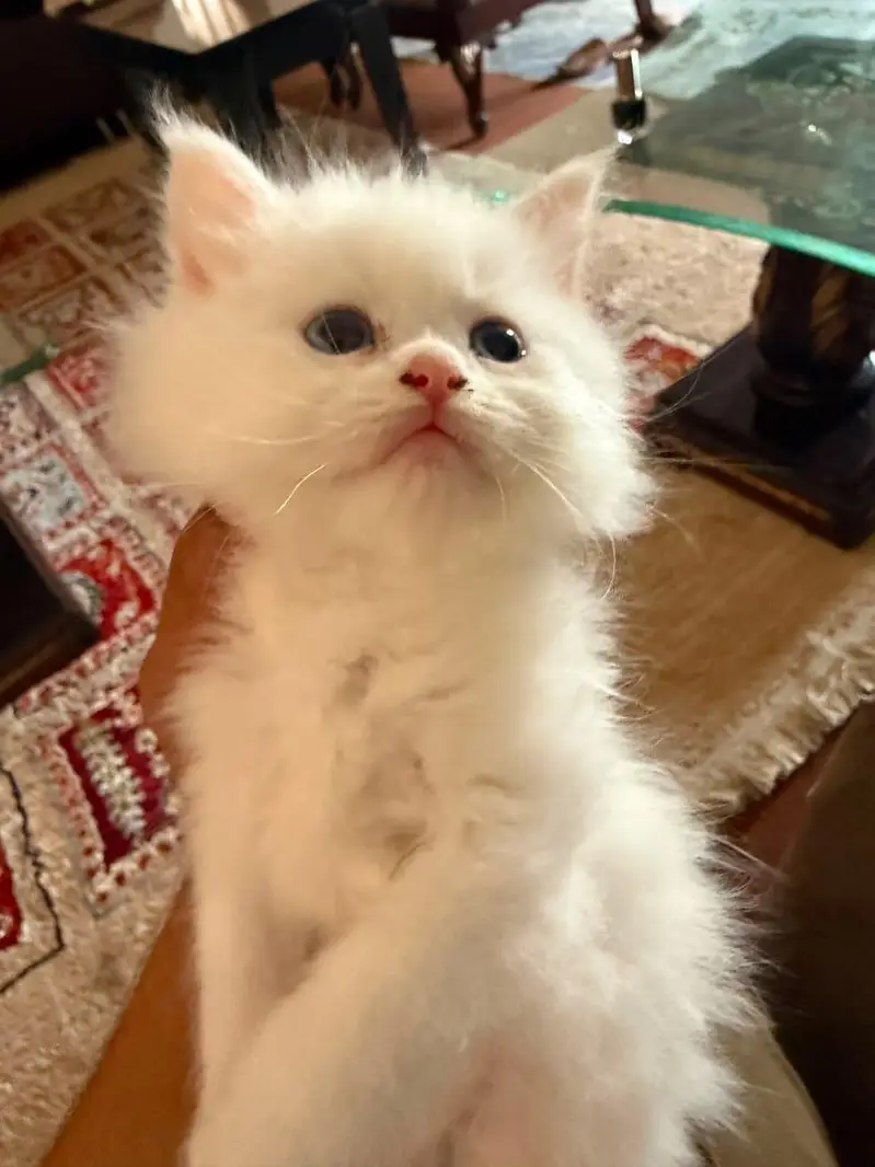 Persian cats — photo 10
