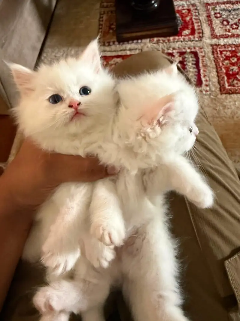 Persian cats — photo 11