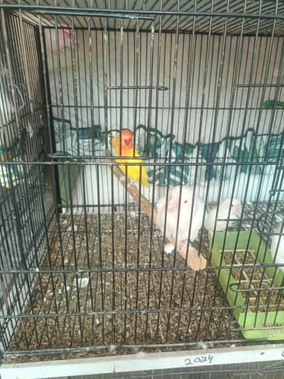 One pair (male and female) and Two red eye male