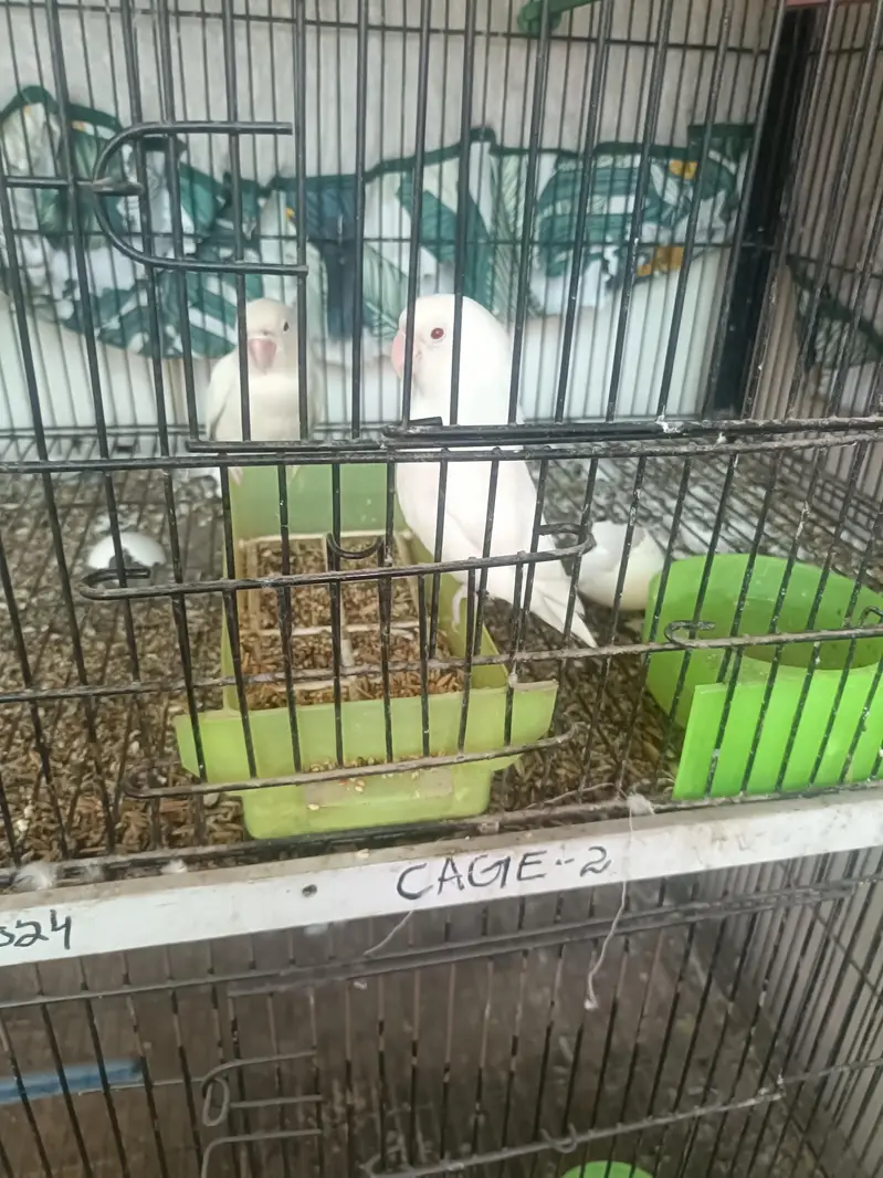 One pair (male and female) and Two red eye male — photo 2
