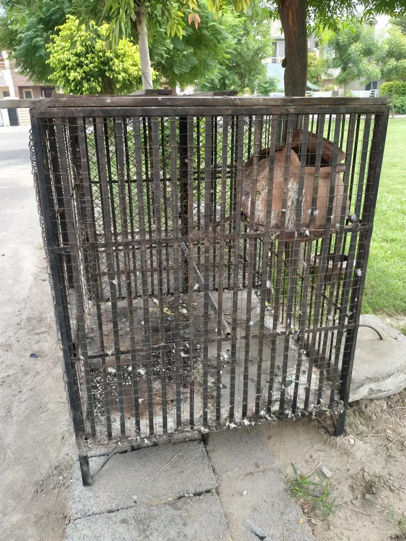 Raw parrots iron cages for sale (Read Add) — photo 4