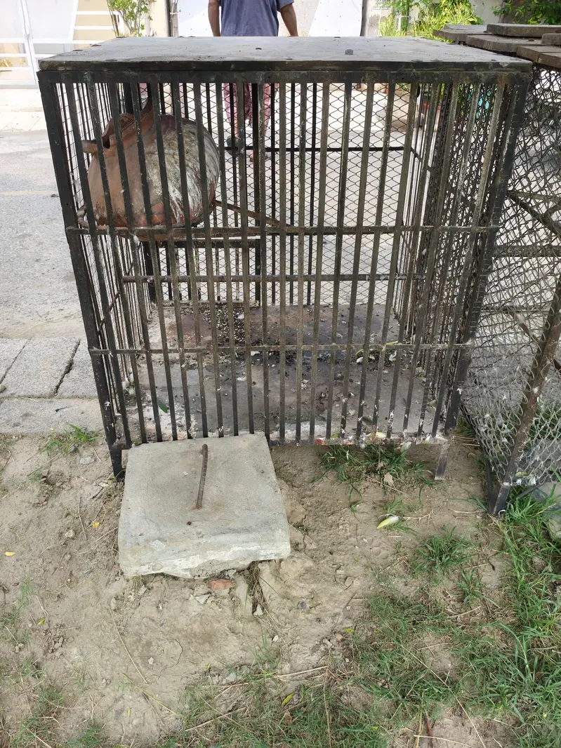 Raw parrots iron cages for sale (Read Add) — photo 5