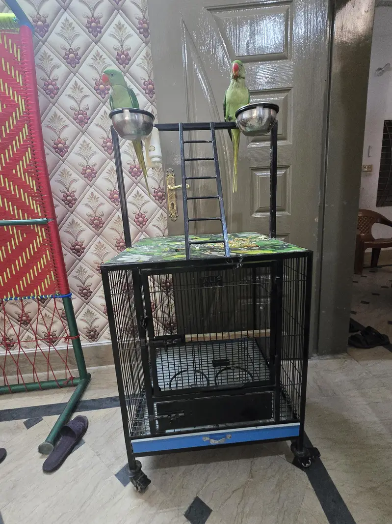 2×2 ka pinjra for sale 1 manth use — photo 2