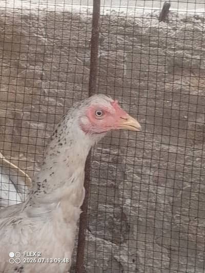 white murgi mianwali