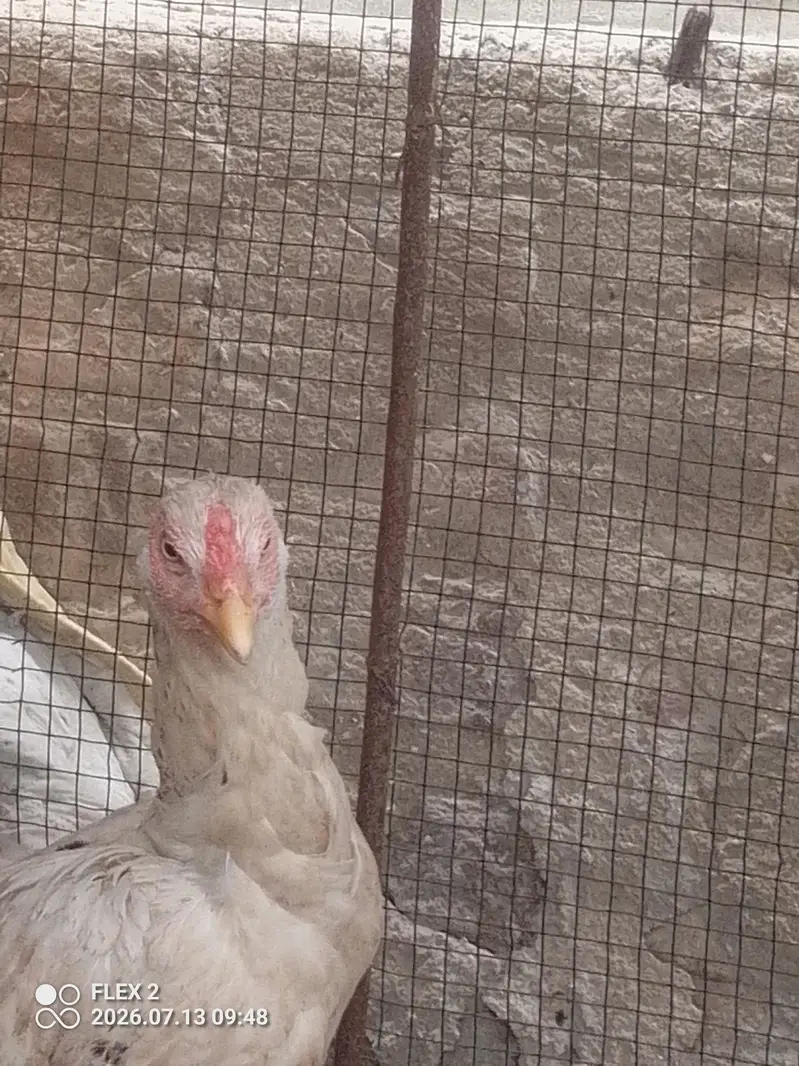 white murgi mianwali — photo 2
