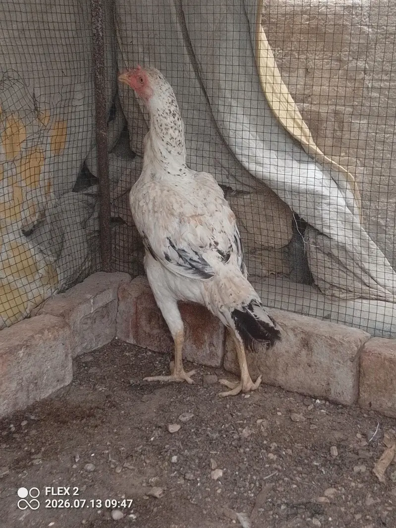 white murgi mianwali — photo 3