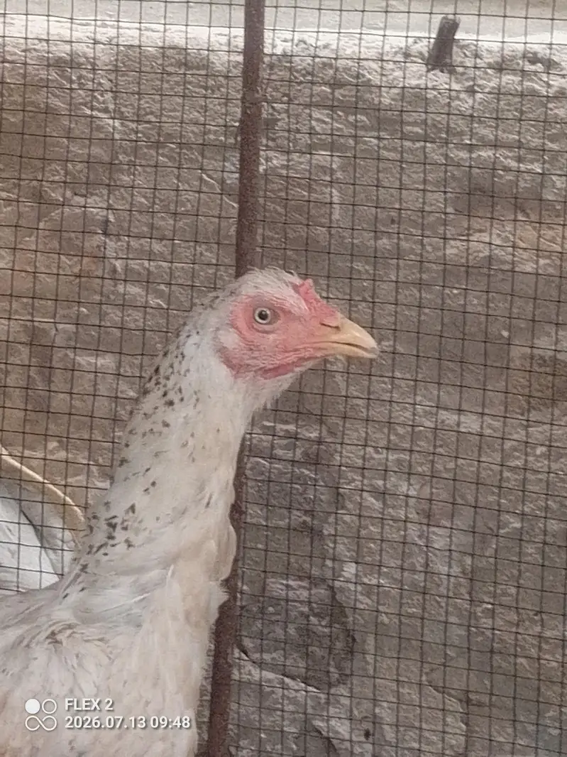 white murgi mianwali — photo 4