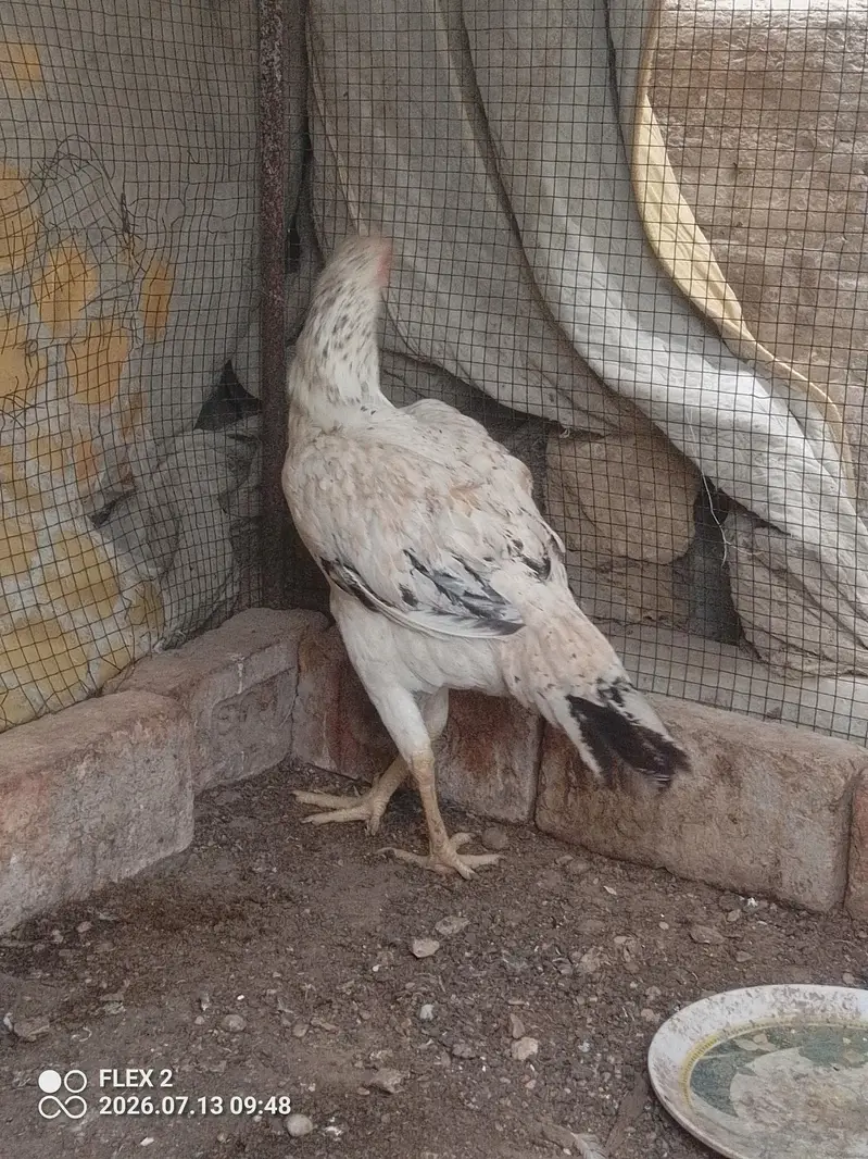 white murgi mianwali — photo 5
