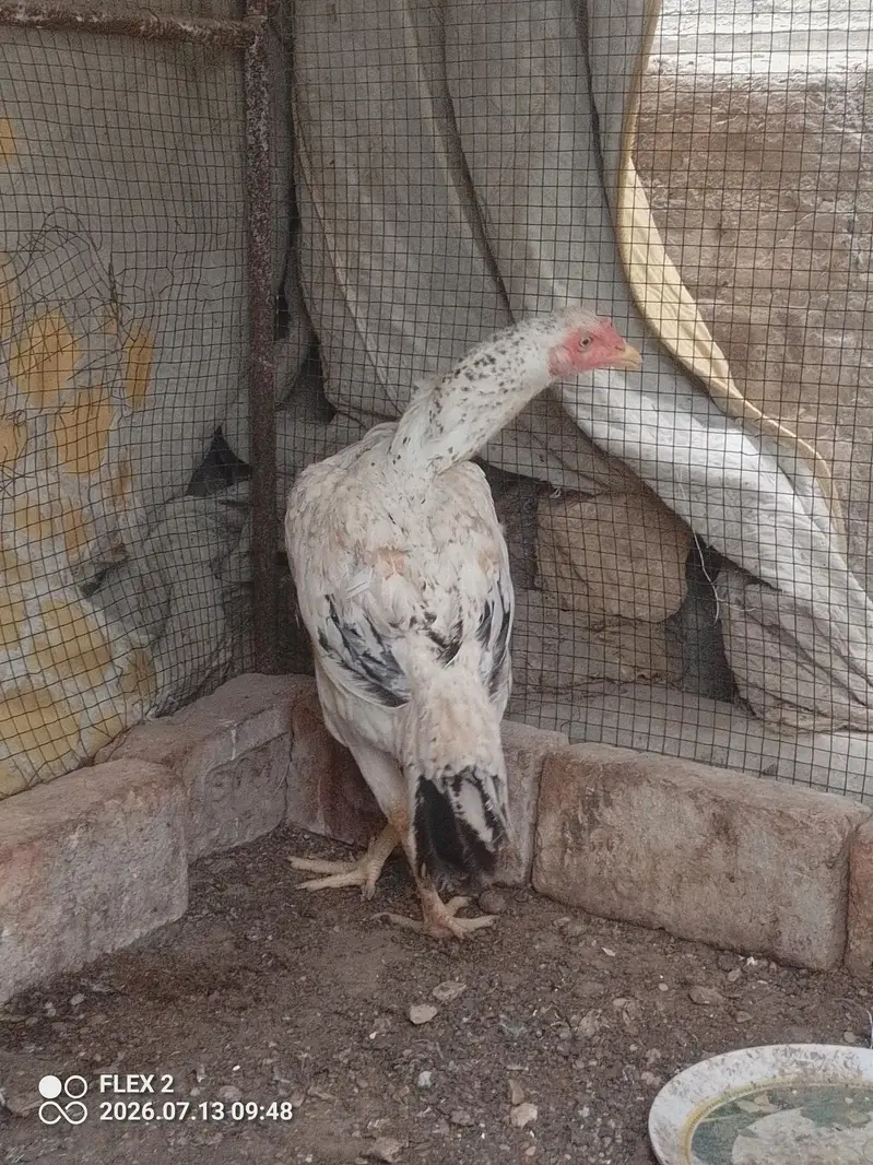 white murgi mianwali — photo 6
