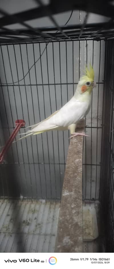 cocktail comon white 2000