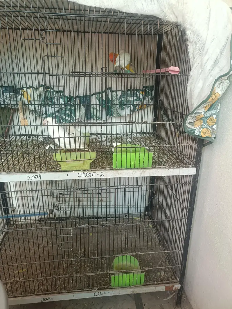 One pair (male and female) and Two red eye male — photo 3