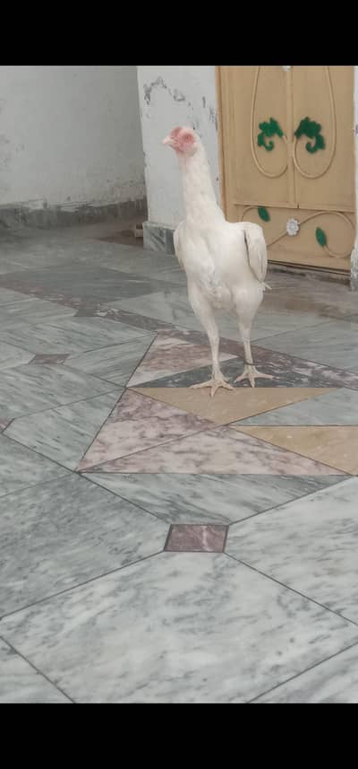 paper aseel made and chicks/