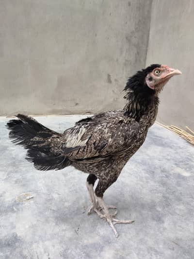 Aseel hen