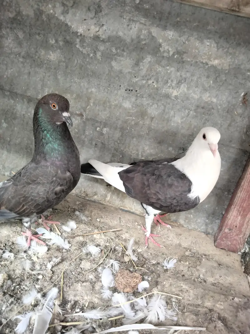 Aseel hen — photo 2