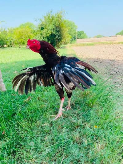 mianwali x jageri