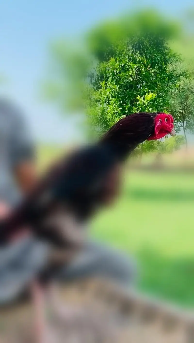 mianwali x jageri — photo 3