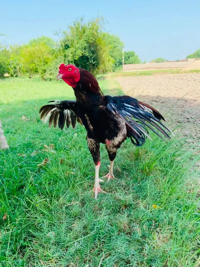mianwali x jageri — photo 6
