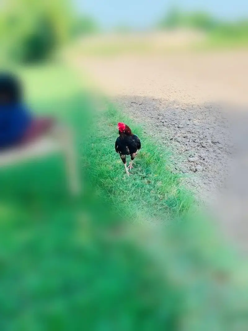 mianwali x jageri — photo 7