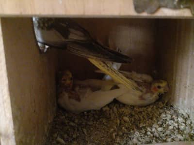 breader pairs with chicks
