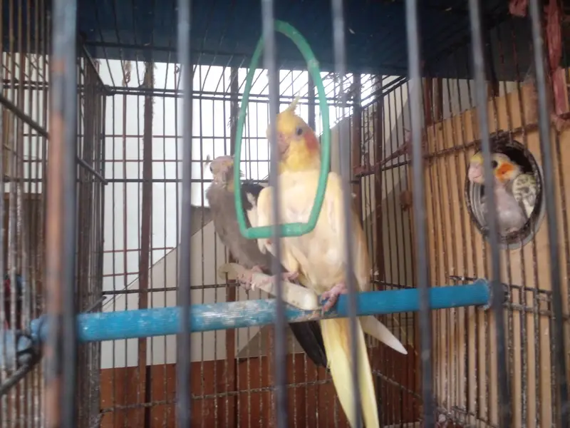 breader pairs with chicks — photo 2