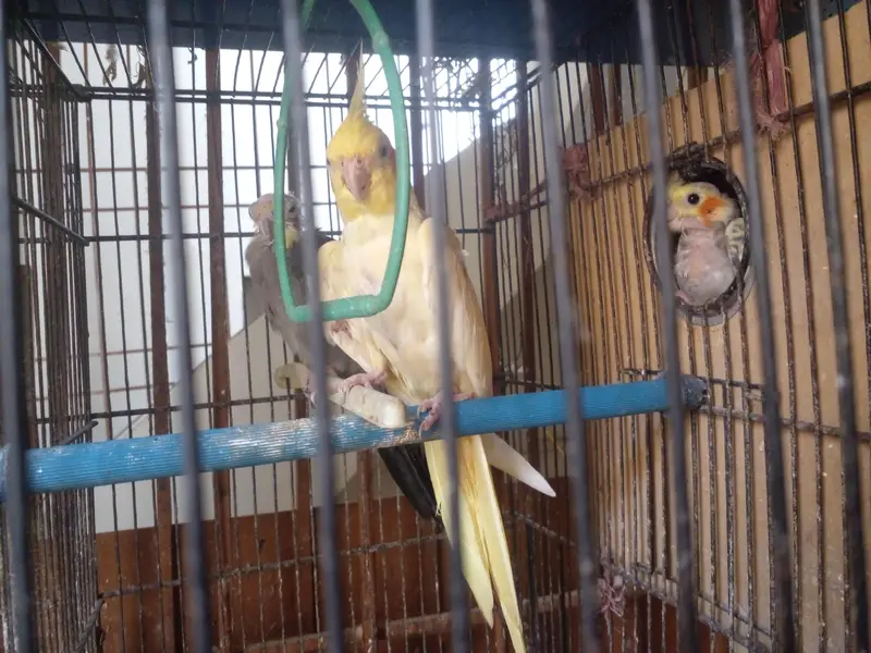 breader pairs with chicks — photo 3