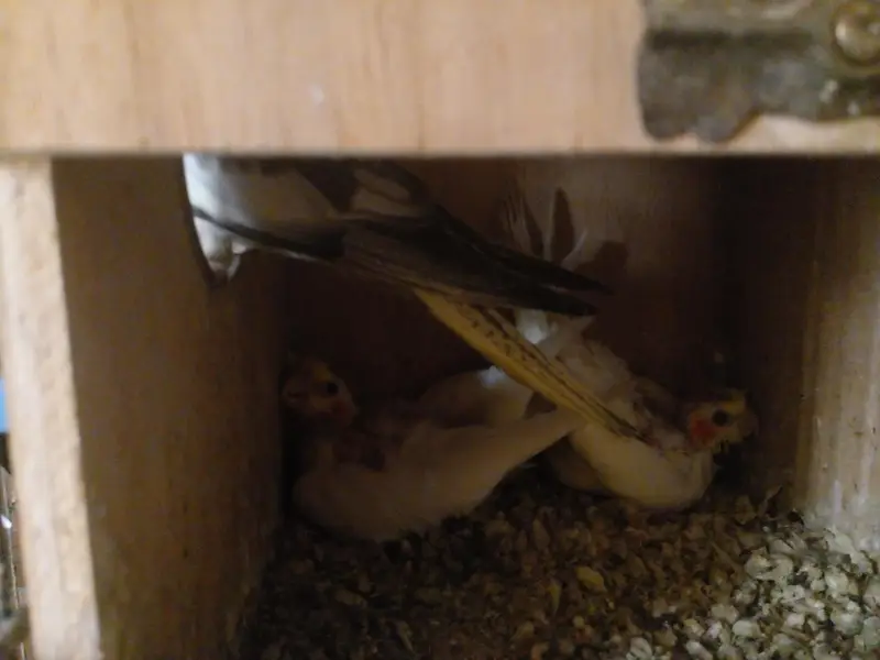 breader pairs with chicks — photo 4