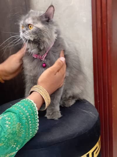 Peky kitten