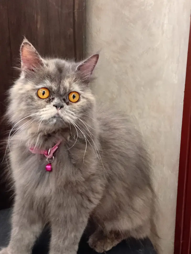 Peky kitten — photo 2