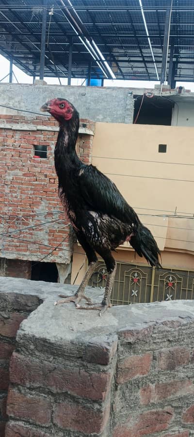 black shamo female ak bar anda deya ha