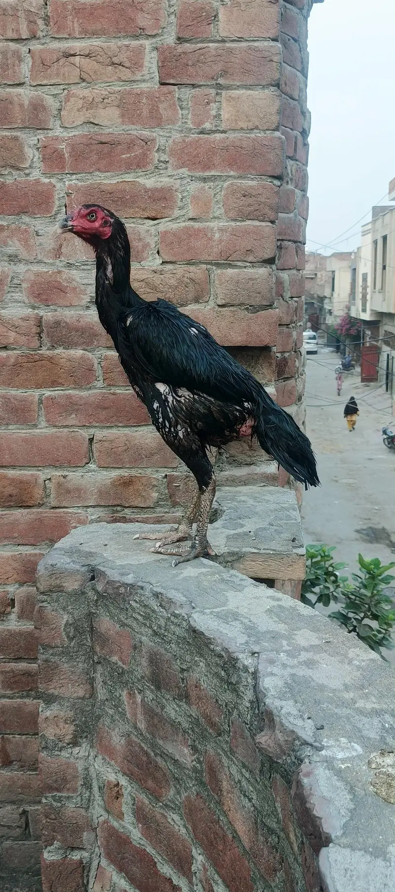 black shamo female ak bar anda deya ha — photo 2