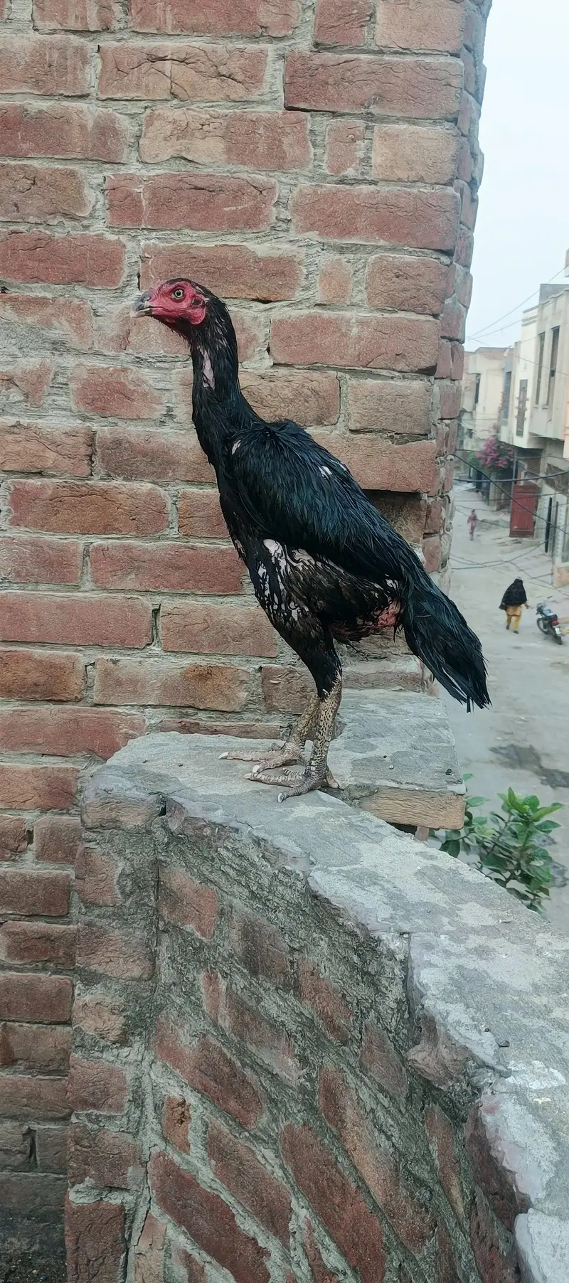 black shamo female ak bar anda deya ha — photo 3