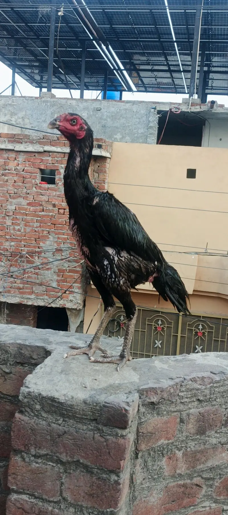 black shamo female ak bar anda deya ha — photo 4