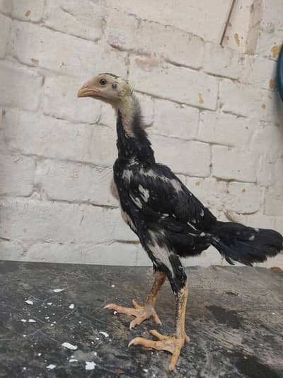 black german o shamo chicks