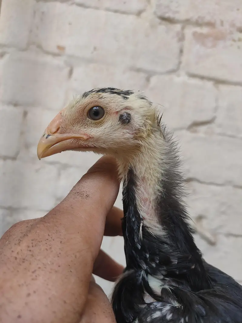 black german o shamo chicks — photo 2