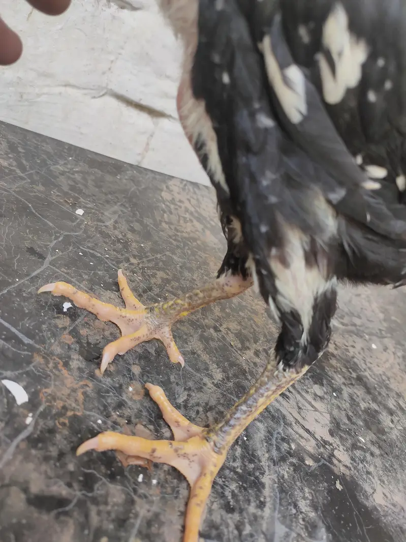 black german o shamo chicks — photo 3