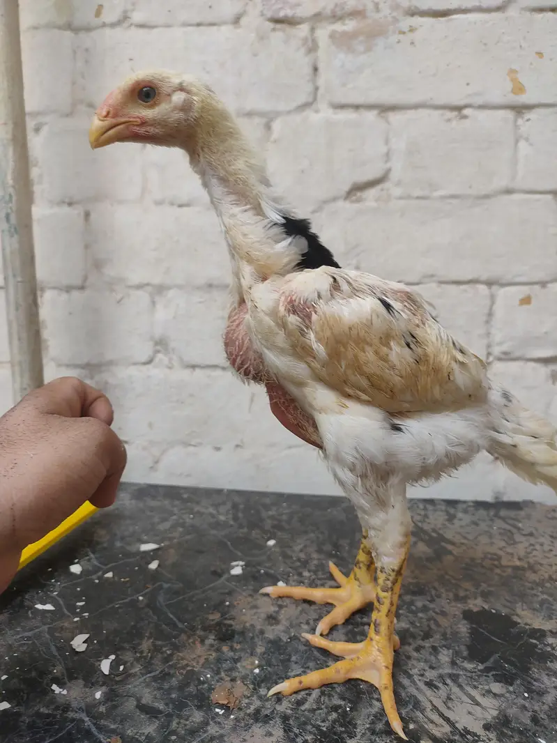 black german o shamo chicks — photo 5