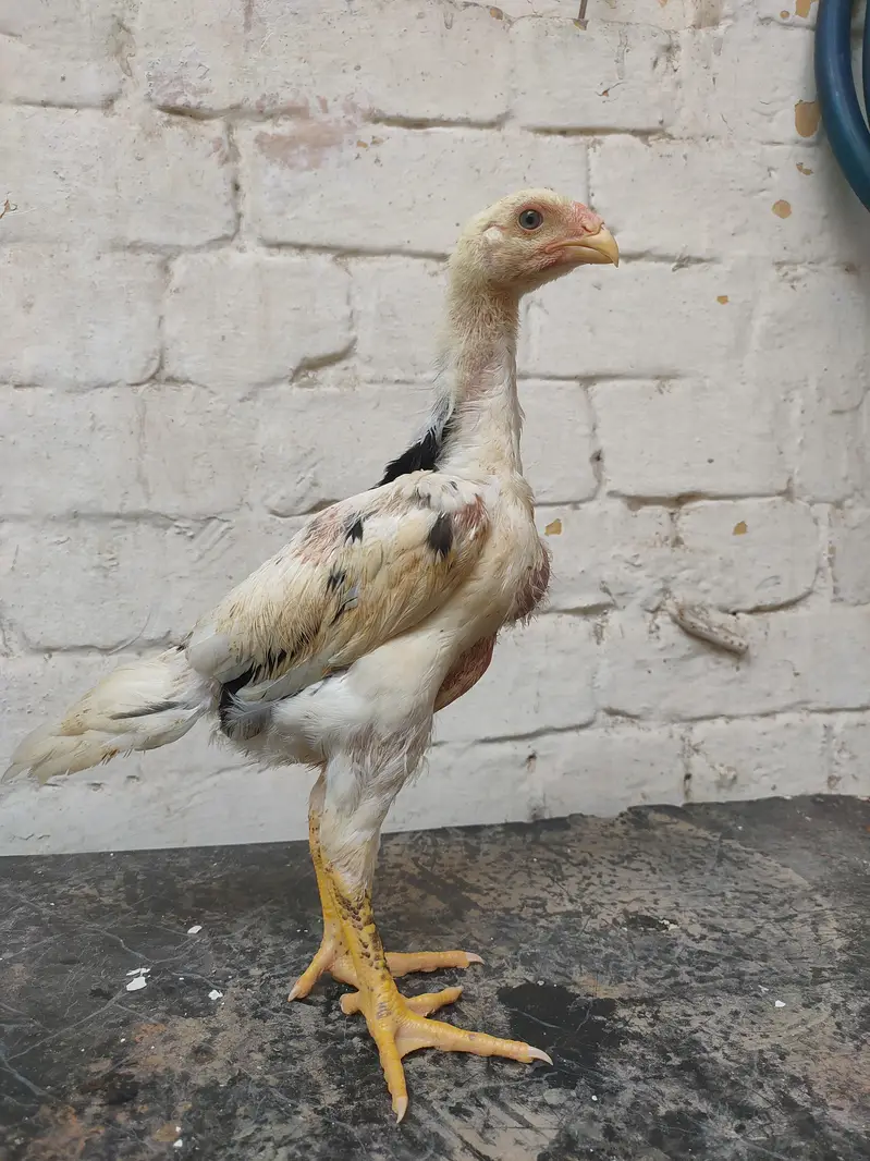 black german o shamo chicks — photo 6