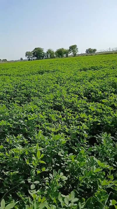 lucerne / Alfalfa