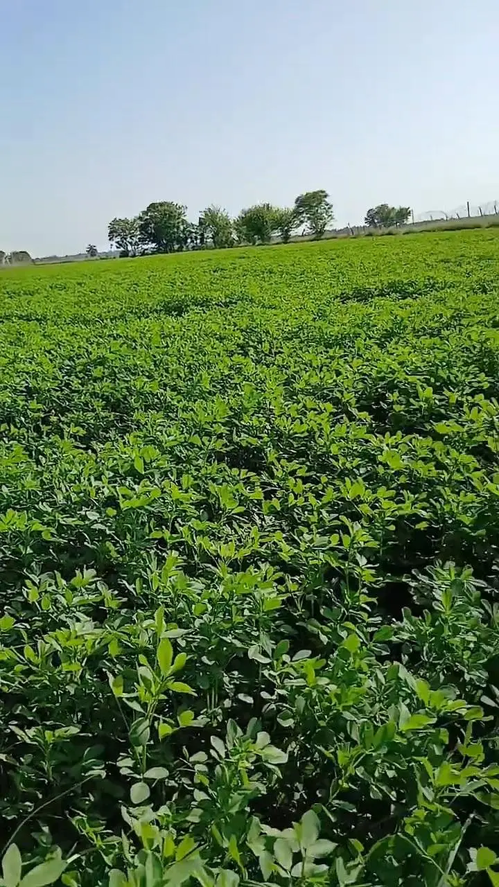 lucerne / Alfalfa