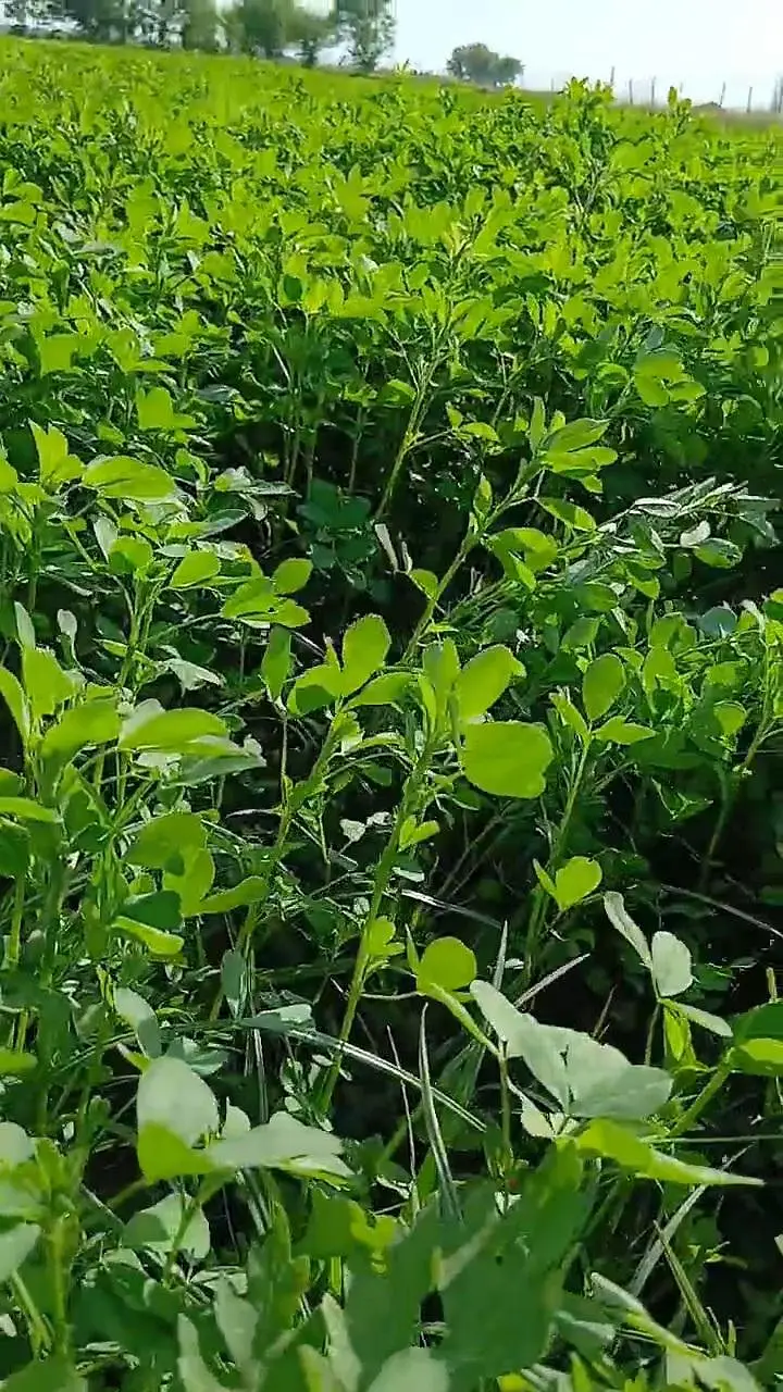lucerne / Alfalfa — photo 2