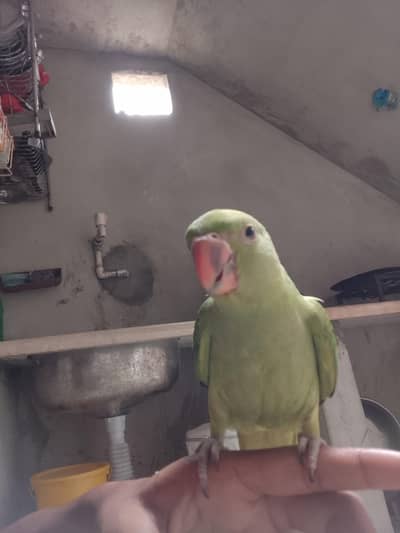 green parrot