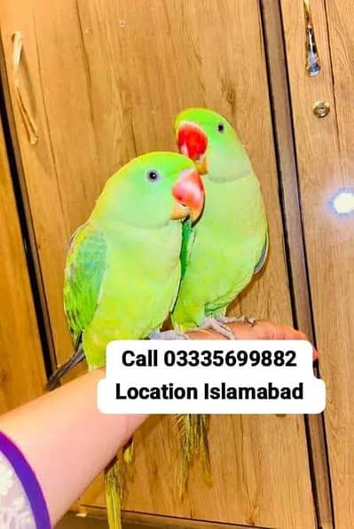 Single 16,000 Hand Tamed Friendly Kashmir Raw Parrots Male/Female