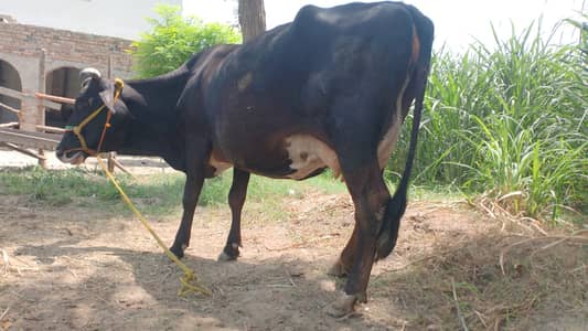 JERSEY FREEZIYIAN CROSSCOW  GHABBAN 15 DIN REHTY HY SOONY MEI SY