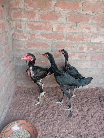 Healthy and active Aseel chicks