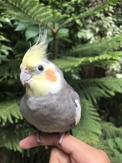 Hand tame parrot