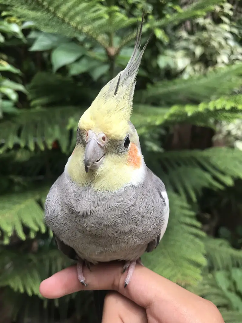 Hand tame parrot — photo 2