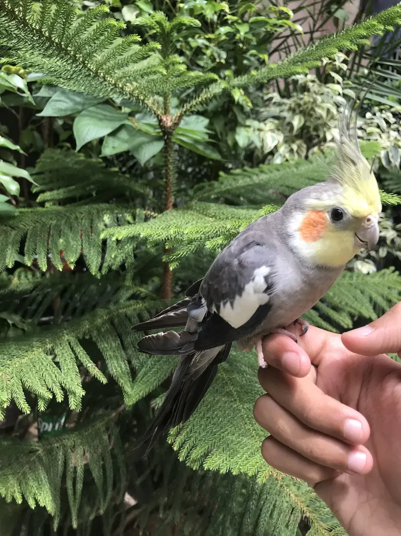 Hand tame parrot — photo 3