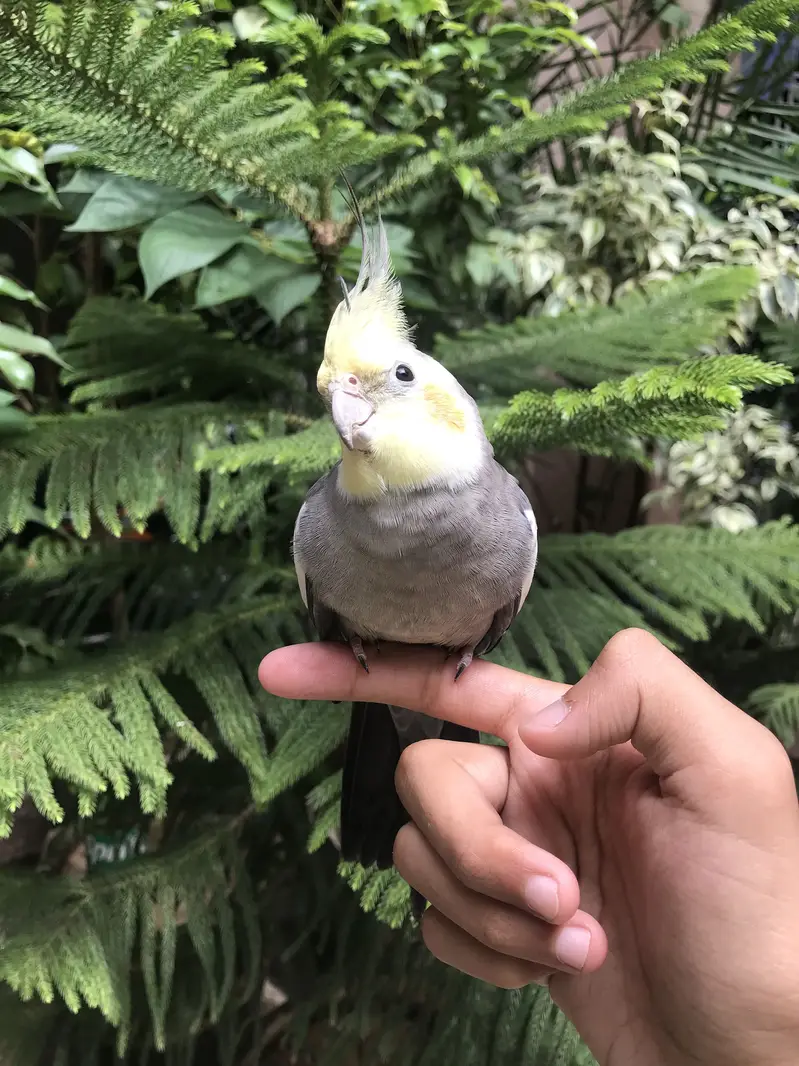 Hand tame parrot — photo 4