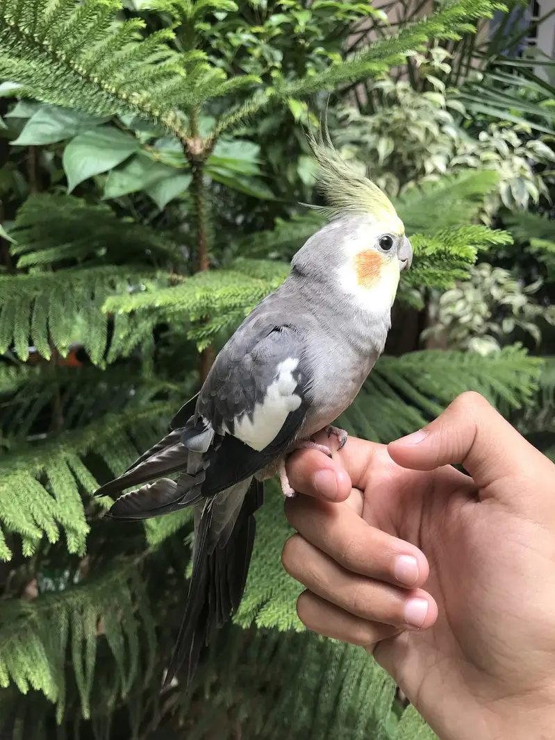Hand tame parrot — photo 5